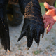 Illustration for article titled Giant Alligator Literally Broke The Scale When Biologists Weighed It
